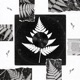 Fern Drip Single