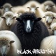 Black Sheep