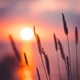 evening rays Single