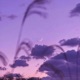 Blue Skies Single