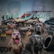 Ima Dawg feat Dae Masson Single