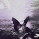 Butterfly Single