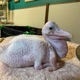 Baby Pelican feat Lil Darkie Bruhmanegod Single