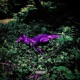 Red Fox Chopped Not Slopped