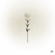 White Carnation Single