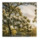 The Magnolia Tree Single