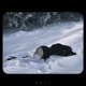 Alternatives Mixes Single