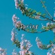 Spring Single