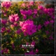 Rebirth Single