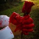 Rose Spine Single