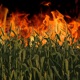 Cornfield on Fire feat Krizz Kaliko Single
