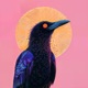 Currawong Single