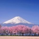 Blossom Phonk Single