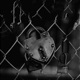 El Corazón Dolió feat BR OnTheBeats Single