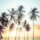 Salonica Hawaii Single