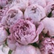Peony Single