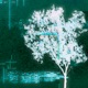 Glade Single