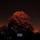Fall Night Single