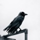 Da Crow feat licutta Single