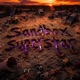 Sandbox Superstar feat Zlim Kooper Single