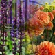 Salvia Single