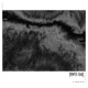 Linger Single
