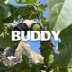 Buddy feat Vincent Crafoord Single