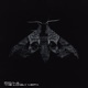 The Lonely Moth Single