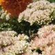 new bloom Single