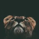 Simba Single