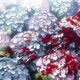 Disappearance Single