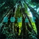 Sonar Single