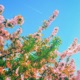 a lover s diary EP EP