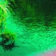 Trapped Tiger Rephase Single