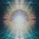 Bloomphase
