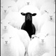 Black Sheep Single
