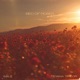 Bed of Roses Single