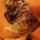 Autumn EP