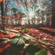Turning Leaves Single