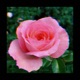 Roses Single