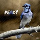 Ready Single