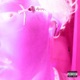evil pink dreads golagat Single