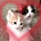 Asklarca Speed Up Single