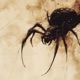 Spiders Single
