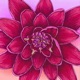 Blood Lotus Diary EP