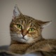 Rent a Cat feat Dinero D Single