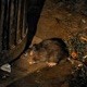 Rat Single