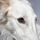 Tame a Hound