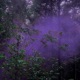 Aurora Single