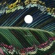 Forward Single